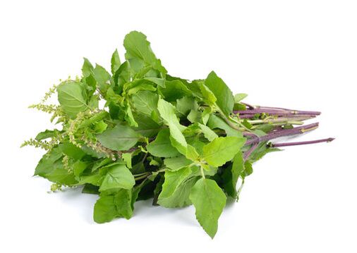 Feuilles de basilic dans le zxcvbnqwert éclabousser